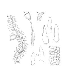 Image: R.C. Wagstaff © Landcare Research 2014 